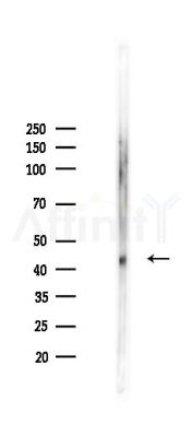 BCKDHA Antibody - Western blot analysis of lysates from Mouse lung, using BCKDHA Antibody at 1/1000 dilution.