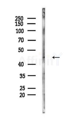 CCDC34 Antibody - Western blot analysis of lysates from PC12 cells, using CCDC34 Antibody at 1/1000 dilution.