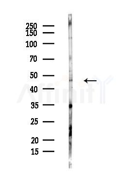 COPS4 Antibody - Western blot analysis of lysates from Hela cells(heat-shock,45min treatment), using COPS4 Antibody at 1/1000 dilution.