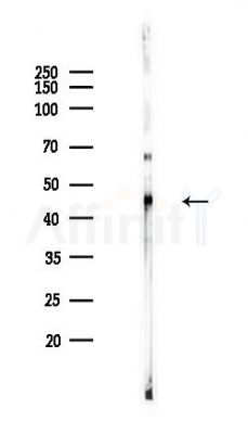 DDX39B Antibody - Western blot analysis of lysates from Hela cells(heat-shock,45min treatment), using DDX39B Antibody at 1/1000 dilution.