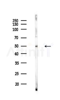 DDX39B Antibody - Western blot analysis of lysates from HUVEC cells(heat-shock,45min treatment), using DDX39B Antibody at 1/1000 dilution.