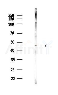 GSDMB Antibody - Western blot analysis of lysates from Hela cells(heat-shock,45min treatment), using GSDMB Antibody at 1/1000 dilution.