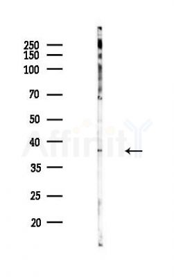 GSDMD N-Terminal Antibody(Mouse specific) - Western blot analysis of lysates from Hela cells(heat-shock,45min treatment), using GSDMD N-Terminal Antibody(Mouse specific) at 1/1000 dilution.