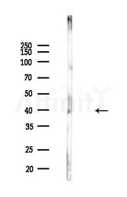 IDO2 Antibody - Western blot analysis of lysates from Mouse muscle, using IDO2 Antibody at 1/1000 dilution.