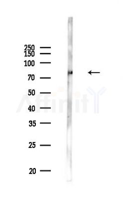 SEMA3G Antibody - Western blot analysis of lysates from Mouse muscle, using SEMA3G Antibody at 1/1000 dilution.