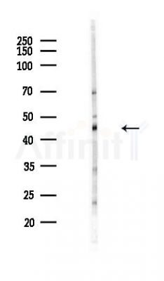 DNA polymerase delta p50 Antibody - Western blot analysis of lysates from Hela cells(heat-shock,45min treatment), using DNA polymerase delta p50 Antibody at 1/1000 dilution.