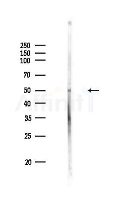 DNA polymerase delta p50 Antibody - Western blot analysis of lysates from PC12 cells, using DNA polymerase delta p50 Antibody at 1/1000 dilution.