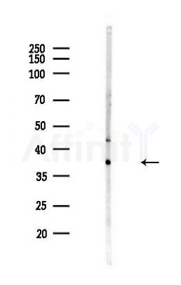 HNRPA3 Antibody - Western blot analysis of lysates from Hela cells(heat-shock,45min treatment), using HNRPA3 Antibody at 1/1000 dilution.