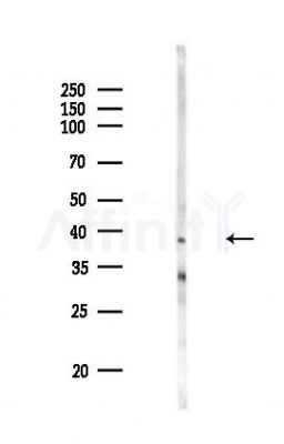 HNRPA3 Antibody - Western blot analysis of lysates from PC12 cells, using HNRPA3 Antibody at 1/1000 dilution.