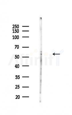 SPNS1 Antibody - Western blot analysis of lysates from HUVEC cells(heat-shock,45min treatment), using SPNS1 Antibody at 1/1000 dilution.
