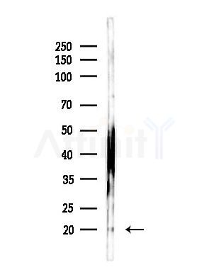 IRGM Antibody - Western blot analysis of lysates from Mouse testis, using IRGM Antibody at 1/1000 dilution.