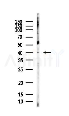 Pit1 Antibody - Western blot analysis of lysates from HepG2 cells(LPS, 4h treatment), using Pit1 Antibody at 1/1000 dilution.