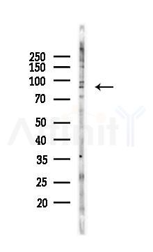 TFIP11 Antibody - Western blot analysis of lysates from Mouse lung, using TFIP11 Antibody at 1/1000 dilution.