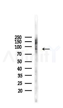 TFIP11 Antibody - Western blot analysis of lysates from Rat testis, using TFIP11 Antibody at 1/1000 dilution.
