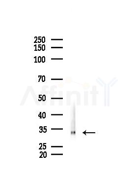 VAPA Antibody - Western blot analysis of lysates from PC12 cells, using VAPA Antibody at 1/1000 dilution.
