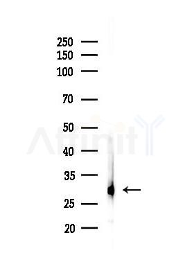 VAPA Antibody - Western blot analysis of lysates from Mouse testis, using VAPA Antibody at 1/1000 dilution.