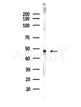 DDX39 Antibody - Western blot analysis of lysates from Hela cells(heat-shock,45min treatment), using DDX39 Antibody at 1/1000 dilution.