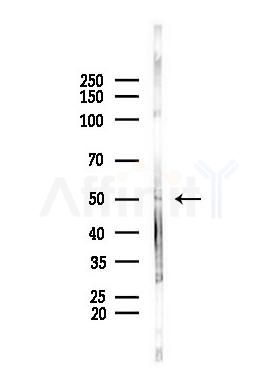 DDX39 Antibody - Western blot analysis of lysates from PC12 cells, using DDX39 Antibody at 1/1000 dilution.