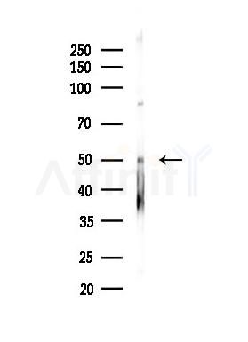 DDX39 Antibody - Western blot analysis of lysates from Mouse testis, using DDX39 Antibody at 1/1000 dilution.