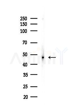 Argininosuccinate Lyase Antibody - Western blot analysis of lysates from Mouse testis, using Argininosuccinate Lyase Antibody at 1/1000 dilution.