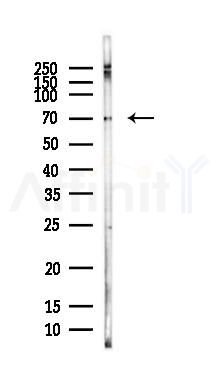 HPSE2 Antibody - Western blot analysis of lysates from HepG2 cells(LPS, 4h treatment), using HPSE2 Antibody at 1/1000 dilution.