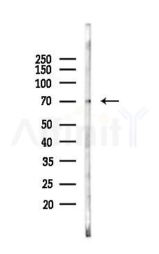 HPSE2 Antibody - Western blot analysis of lysates from Mouse lung, using HPSE2 Antibody at 1/1000 dilution.