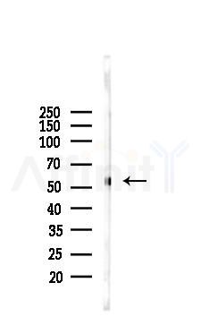 HPSE2 Antibody - Western blot analysis of lysates from Rat testis, using HPSE2 Antibody at 1/1000 dilution.