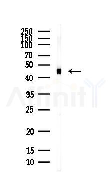 OSCP1 Antibody - Western blot analysis of lysates from HepG2 cells(LPS, 4h treatment), using OSCP1 Antibody at 1/1000 dilution.