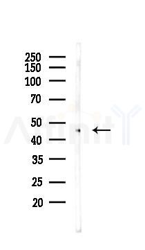 OSCP1 Antibody - Western blot analysis of lysates from Mouse lung, using OSCP1 Antibody at 1/1000 dilution.