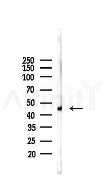 OSCP1 Antibody - Western blot analysis of lysates from Rat testis, using OSCP1 Antibody at 1/1000 dilution.