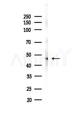 TTLL10 Antibody - Western blot analysis of lysates from Mouse testis, using TTLL10 Antibody at 1/1000 dilution.
