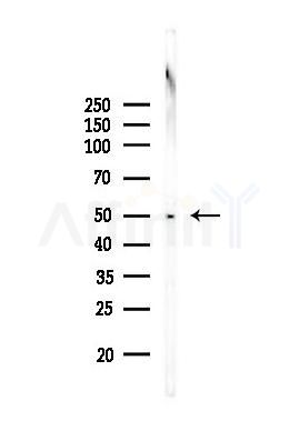 PAPD4 Antibody - Western blot analysis of lysates from PC12 cells, using PAPD4 Antibody at 1/1000 dilution.