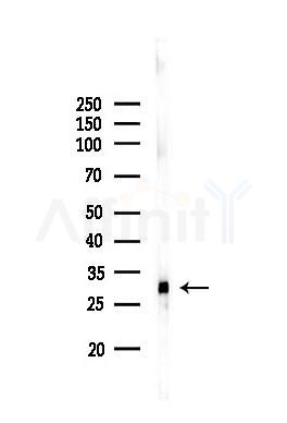 SGPL1 Antibody - Western blot analysis of lysates from PC12 cells, using SGPL1 Antibody at 1/1000 dilution.