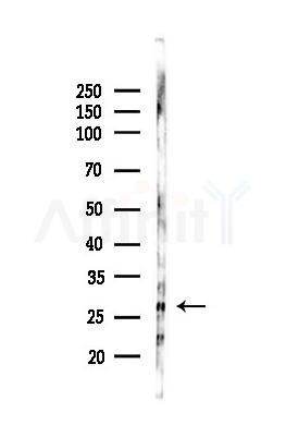 THEM4 Antibody - Western blot analysis of lysates from Mouse liver, using THEM4 Antibody at 1/1000 dilution.