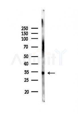EFHD2 Antibody - Western blot analysis of lysates from PC12 cells, using EFHD2 Antibody at 1/1000 dilution.