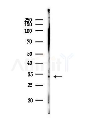 EFHD2 Antibody - Western blot analysis of lysates from MCF7 cells(heat-shock,45min treatment), using EFHD2 Antibody at 1/1000 dilution.