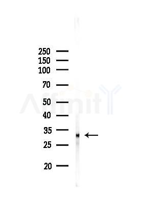 Cathepsin V Antibody - Western blot analysis of lysates from PC12 cells, using Cathepsin V Antibody at 1/1000 dilution.