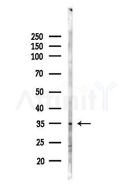 Cathepsin V Antibody - Western blot analysis of lysates from Mouse liver, using Cathepsin V Antibody at 1/1000 dilution.