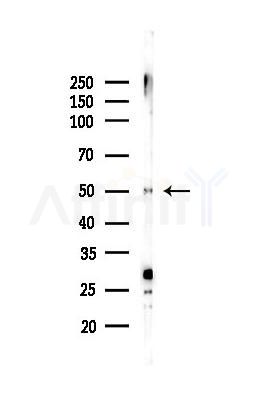 SLC10A1 Antibody - Western blot analysis of lysates from Mouse liver, using SLC10A1 Antibody at 1/1000 dilution.