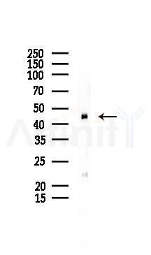 GOT2 Antibody - Western blot analysis of lysates from Mouse kidney, using GOT2 Antibody at 1/1000 dilution.