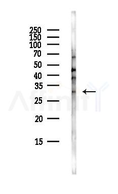 Lyl1 Antibody - Western blot analysis of lysates from Rat lung, using Lyl1 Antibody at 1/1000 dilution.
