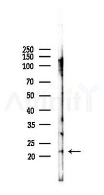 REG1 alpha Antibody - Western blot analysis of lysates from Mouse lung, using REG1 alpha Antibody at 1/1000 dilution.