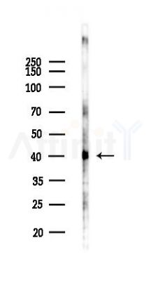 Asialoglycoprotein Receptor 1 Antibody - Western blot analysis of lysates from Mouse liver, using Asialoglycoprotein Receptor 1 Antibody at 1/1000 dilution.