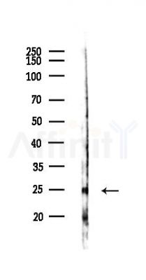 SOX15 Antibody - Western blot analysis of lysates from Mouse liver, using SOX15 Antibody at 1/1000 dilution.