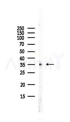 PPAP2A Antibody - Western blot analysis of lysates from HepG2 cells(LPS, 4h treatment), using PPAP2A Antibody at 1/1000 dilution.