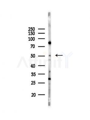 PPM1M Antibody - Western blot analysis of lysates from Mouse liver, using PPM1M Antibody at 1/1000 dilution.