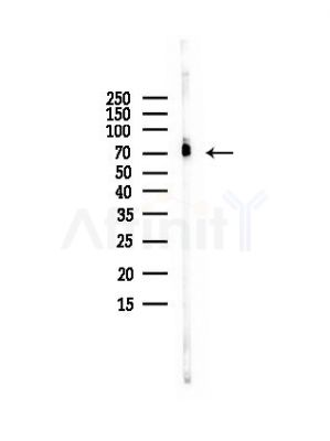 DLAT Antibody - Western blot analysis of lysates from Rat testis, using DLAT Antibody at 1/1000 dilution.