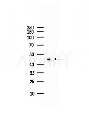 CLIC5 Antibody - Western blot analysis of lysates from Mouse liver, using CLIC5 Antibody at 1/1000 dilution.