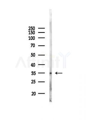 PPP6C Antibody - Western blot analysis of lysates from Mouse liver, using PPP6C Antibody at 1/1000 dilution.