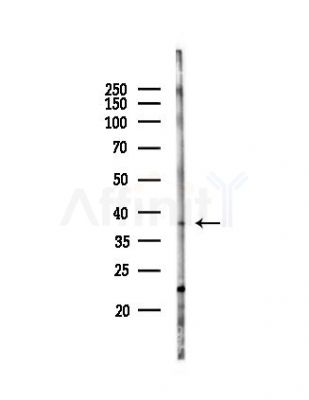 TIP30 Antibody - Western blot analysis of lysates from Mouse liver, using TIP30 Antibody at 1/1000 dilution.
